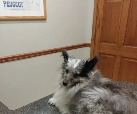 Eola Point Animal Hospital