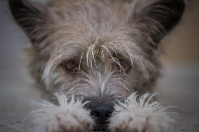 Eola Point Animal Hospital Picture 10