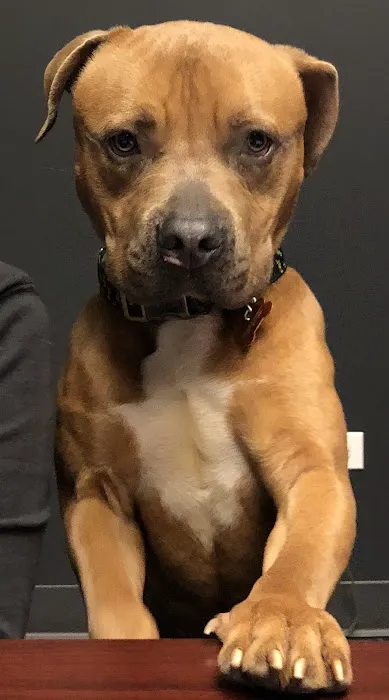 Oakton Animal Hospital Picture 4