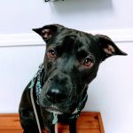 Spring Valley Veterinary Clinic