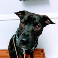 Spring Valley Veterinary Clinic ico