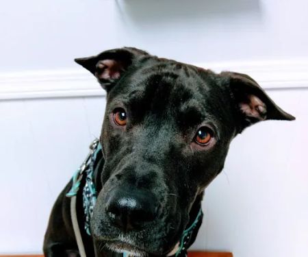 Spring Valley Veterinary Clinic