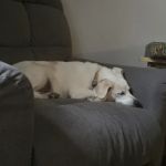 Veterinary Diagnostic Centers - Schaumburg