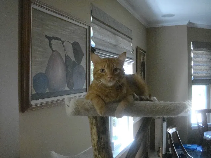 VCA Schaumburg Animal Hospital Picture 3