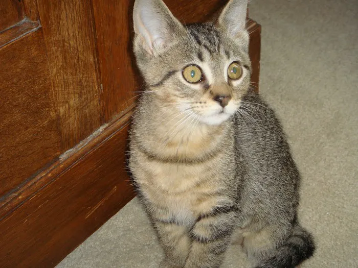VCA Schaumburg Animal Hospital Picture 4
