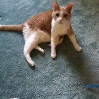 VCA Schaumburg Animal Hospital ico