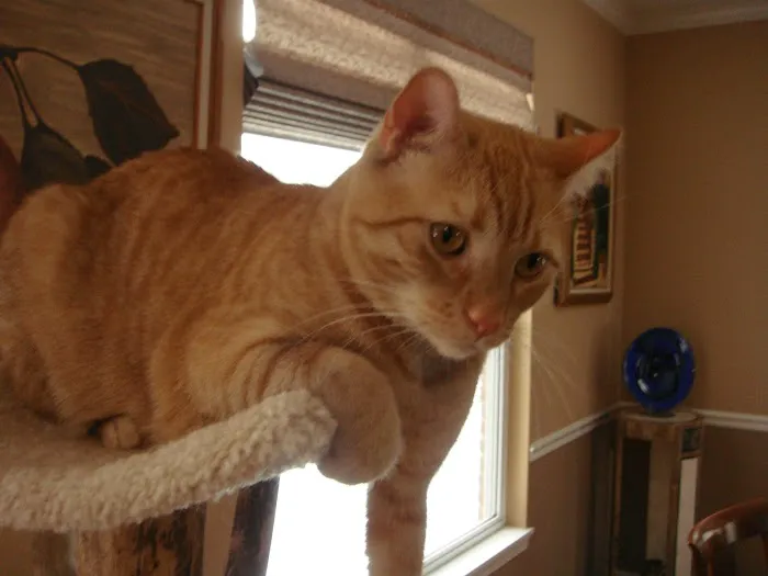 VCA Schaumburg Animal Hospital Picture 6