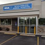 Schaumburg Veterinary Hospital: Bloomberg Katie DVM