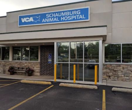 Schaumburg Veterinary Hospital: Bloomberg Katie DVM