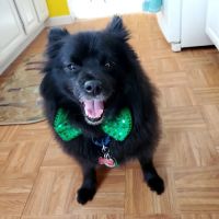 Hanover Park Animal Care Center ico