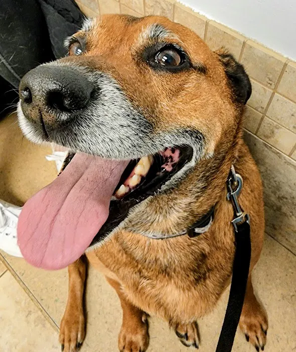 Hanover Park Animal Care Center Picture 7