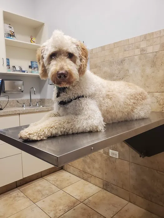 Hanover Park Animal Care Center Picture 9