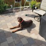 Integrative Veterinary Rehabilitation & Sports Medicine