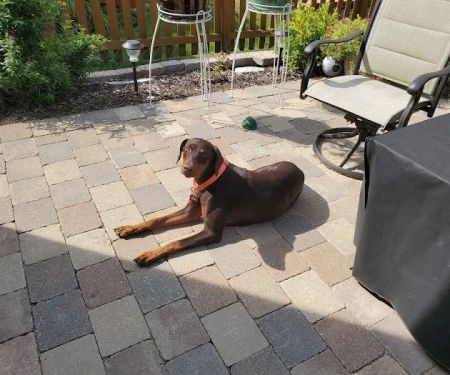 Integrative Veterinary Rehabilitation & Sports Medicine