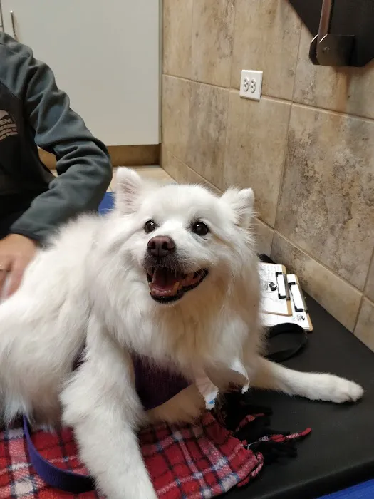 Integrative Veterinary Rehabilitation & Sports Medicine Picture 5