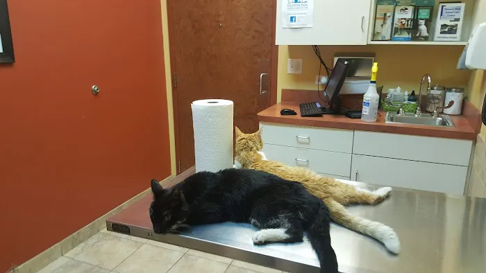 Integrative Veterinary Rehabilitation & Sports Medicine Picture 10