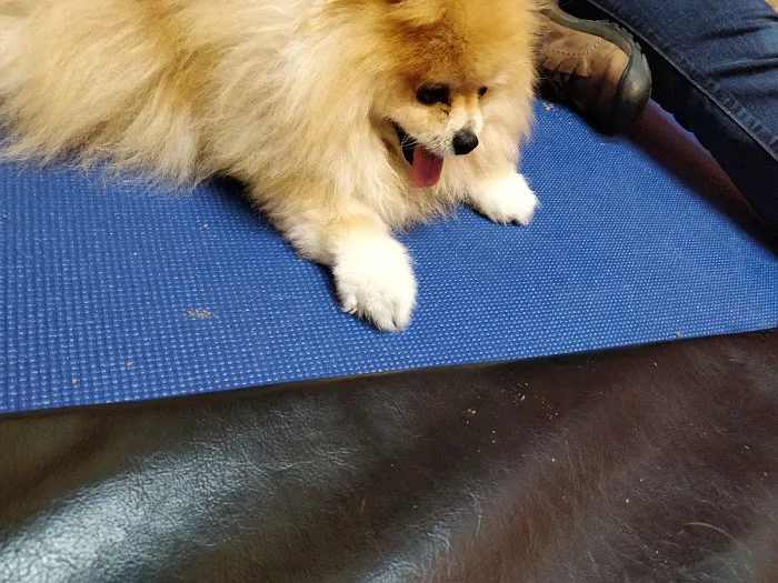 Integrative Veterinary Rehabilitation & Sports Medicine Picture 9