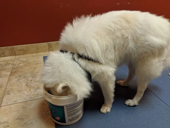 Integrative Veterinary Rehabilitation & Sports Medicine Picture 6