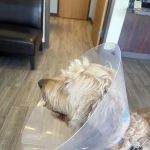 Army Trail Animal Hospital LLC