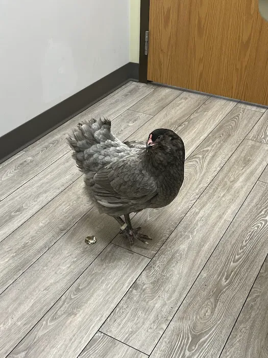 Army Trail Animal Hospital LLC Picture 3