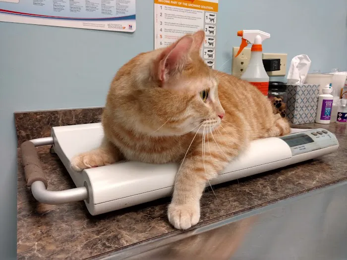 Army Trail Animal Hospital LLC Picture 6