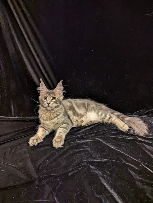Paws~N~Time Maine Coons Picture 2
