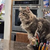 Paws~N~Time Maine Coons ico