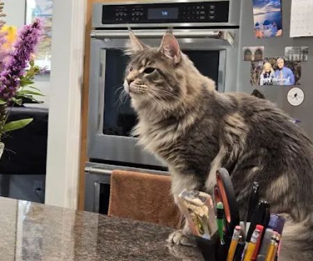 Paws~N~Time Maine Coons
