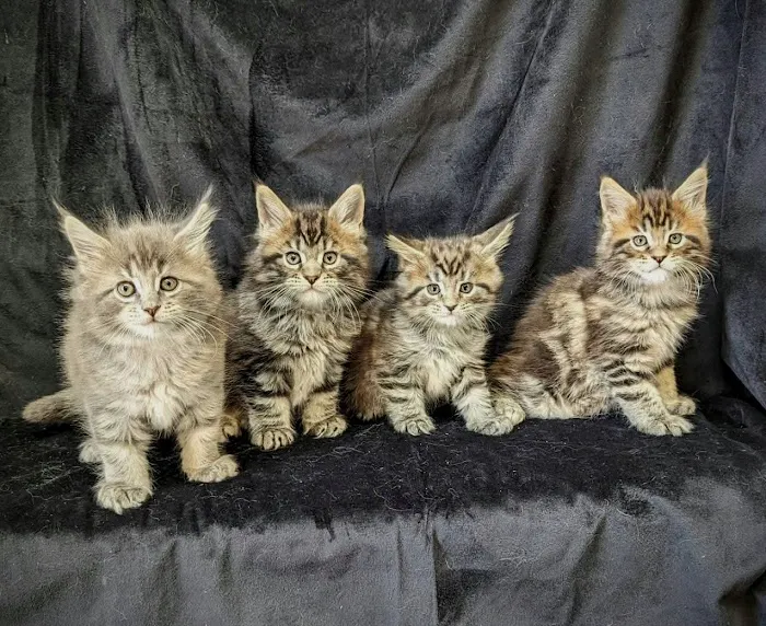 Paws~N~Time Maine Coons Picture 4