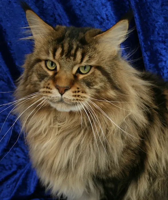Paws~N~Time Maine Coons Picture 6