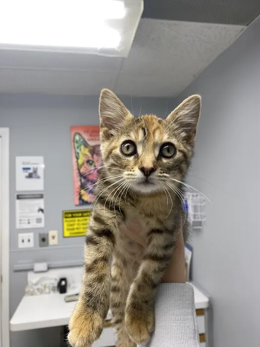 Animal Hospital of Streamwood Picture 4