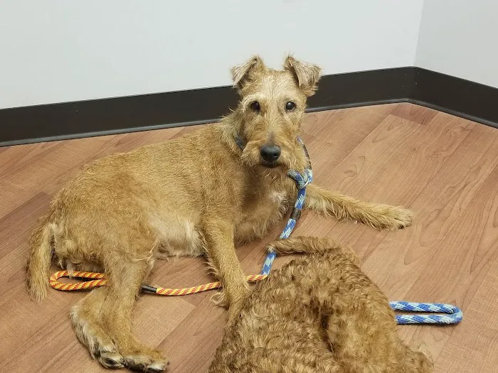 Hometown Veterinary Partners Schaumburg Picture 1