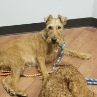 Hometown Veterinary Partners Schaumburg ico