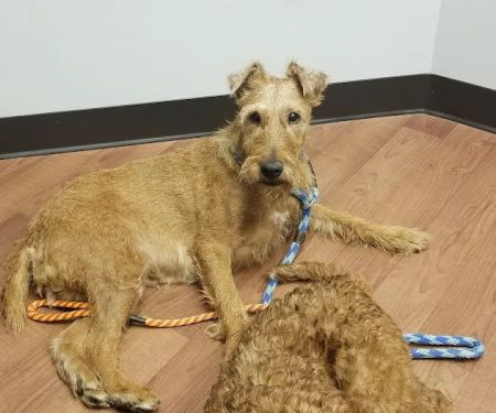 Hometown Veterinary Partners Schaumburg