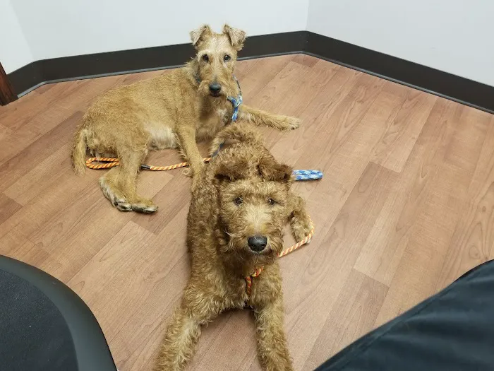 Hometown Veterinary Partners Schaumburg Picture 2