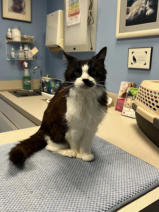 Heartland Animal Hospital, P.C. Picture 2