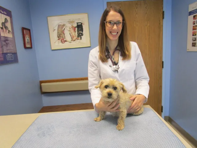 Heartland Animal Hospital, P.C. Picture 3