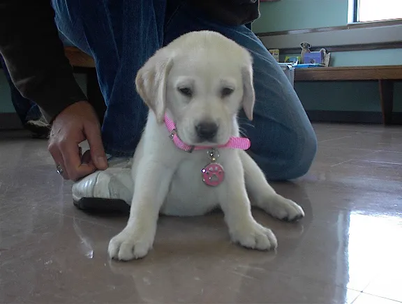 Heartland Animal Hospital, P.C. Picture 1
