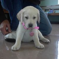 Heartland Animal Hospital, P.C. ico