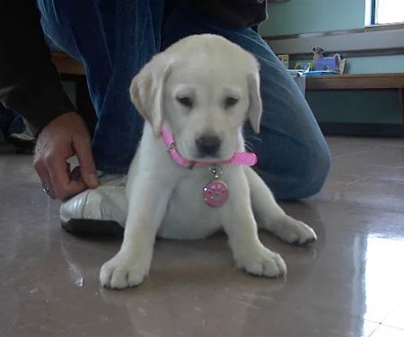Heartland Animal Hospital, P.C.