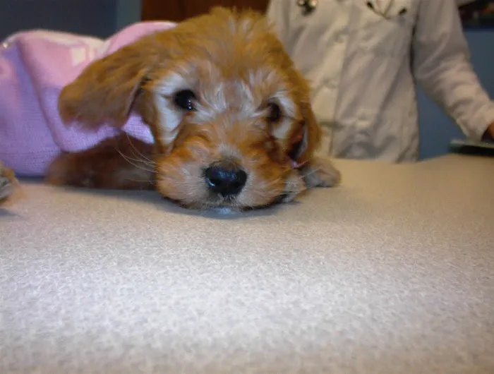 Heartland Animal Hospital, P.C. Picture 8