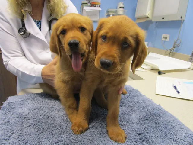 Heartland Animal Hospital, P.C. Picture 4