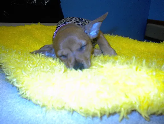 Heartland Animal Hospital, P.C. Picture 7