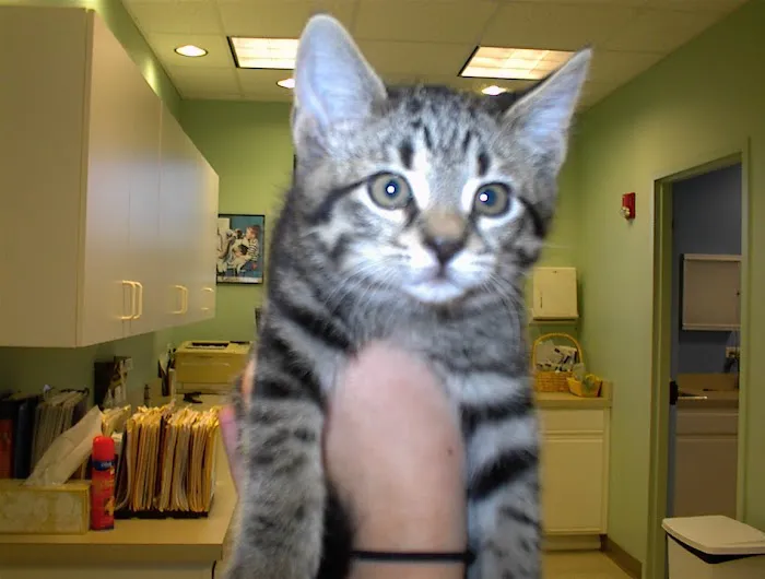 Heartland Animal Hospital, P.C. Picture 5