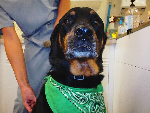 Heartland Animal Hospital, P.C. Picture 10