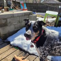 Vetco Vaccination Clinic ico