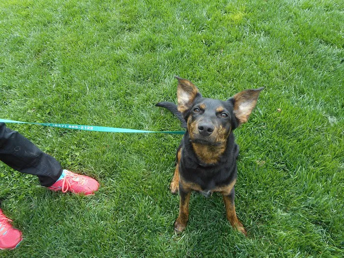 Golf Rose Animal Hospital Picture 9