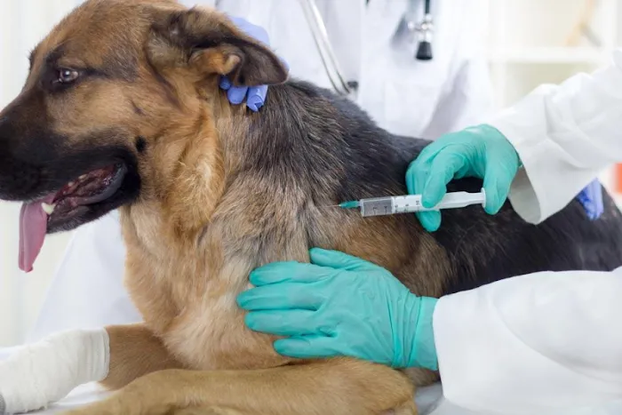 Animal Hospital Of Rolling Meadows Picture 3
