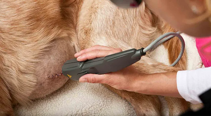 Animal Hospital Of Rolling Meadows Picture 5