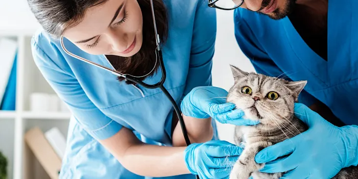 Animal Hospital Of Rolling Meadows Picture 6
